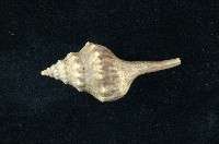 藏品(土豚拳螺)的圖片